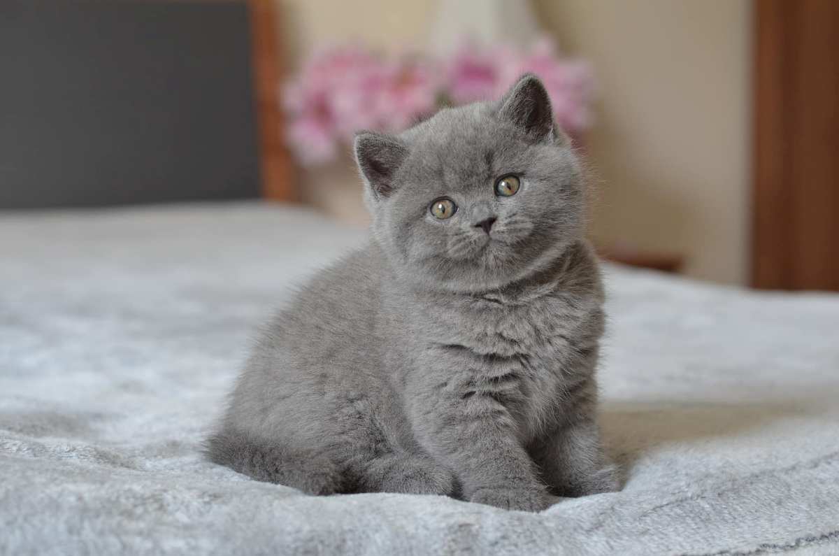 british shorthair kitten