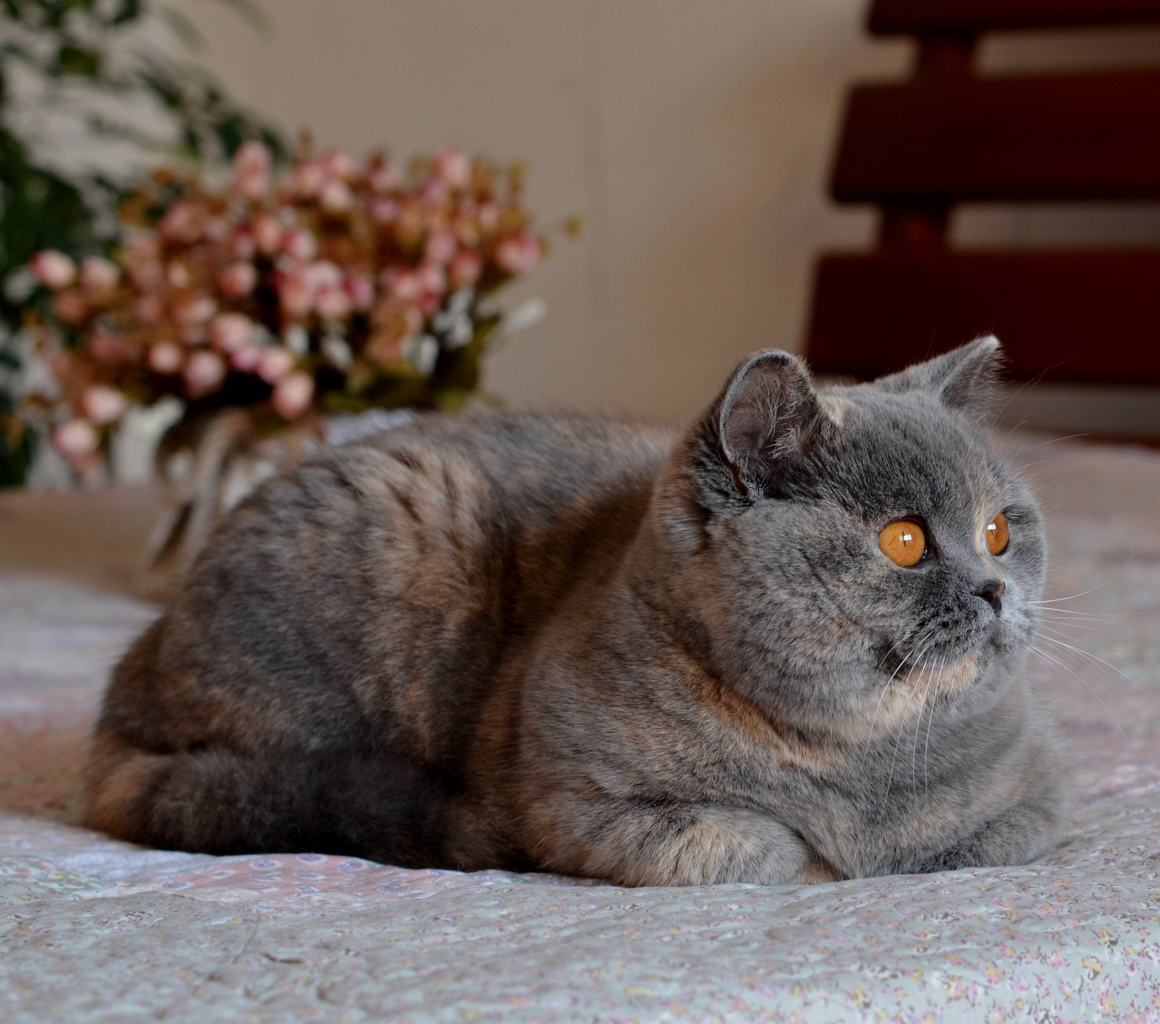 Британская кошка голубокремового окраса