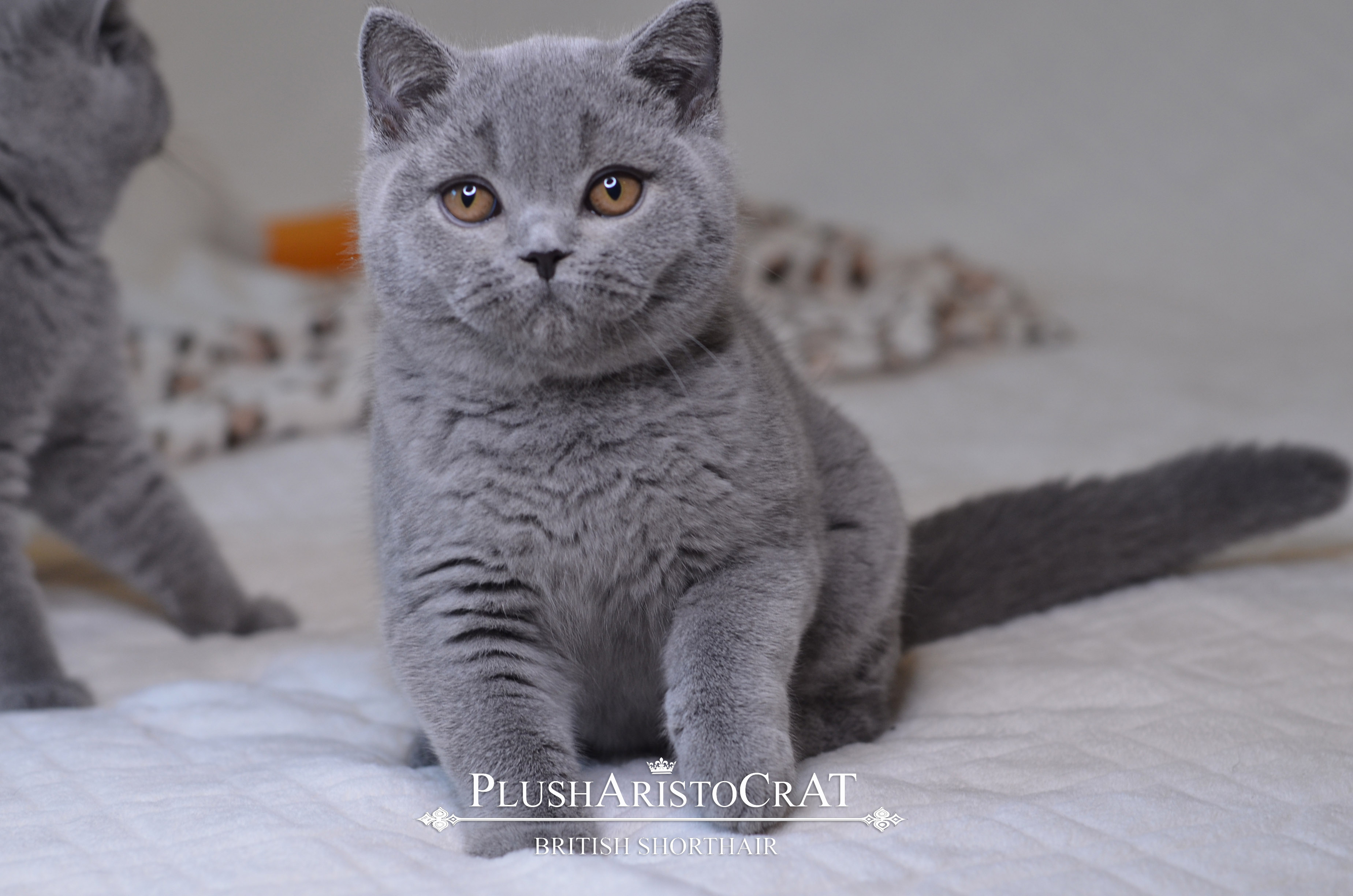 B 14.08.25 Fernando Xailey