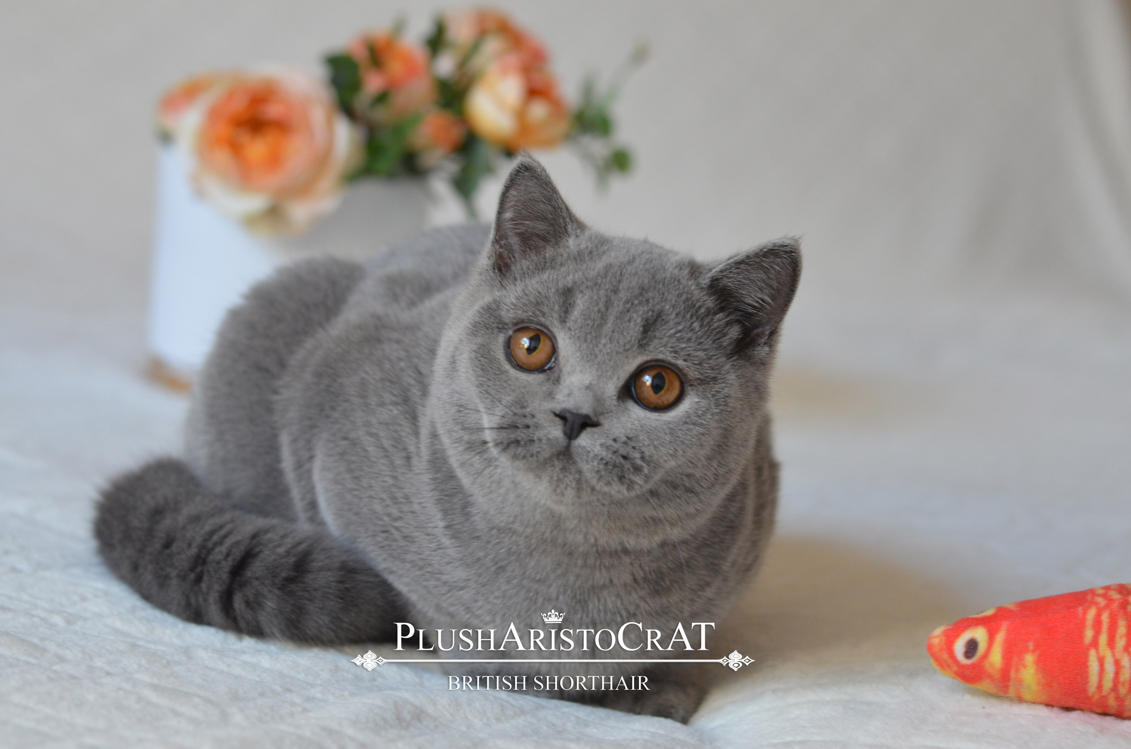 B 14.08.25 Fernando Xailey