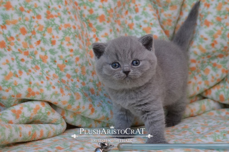 B 14.08.25 Fernando Xailey