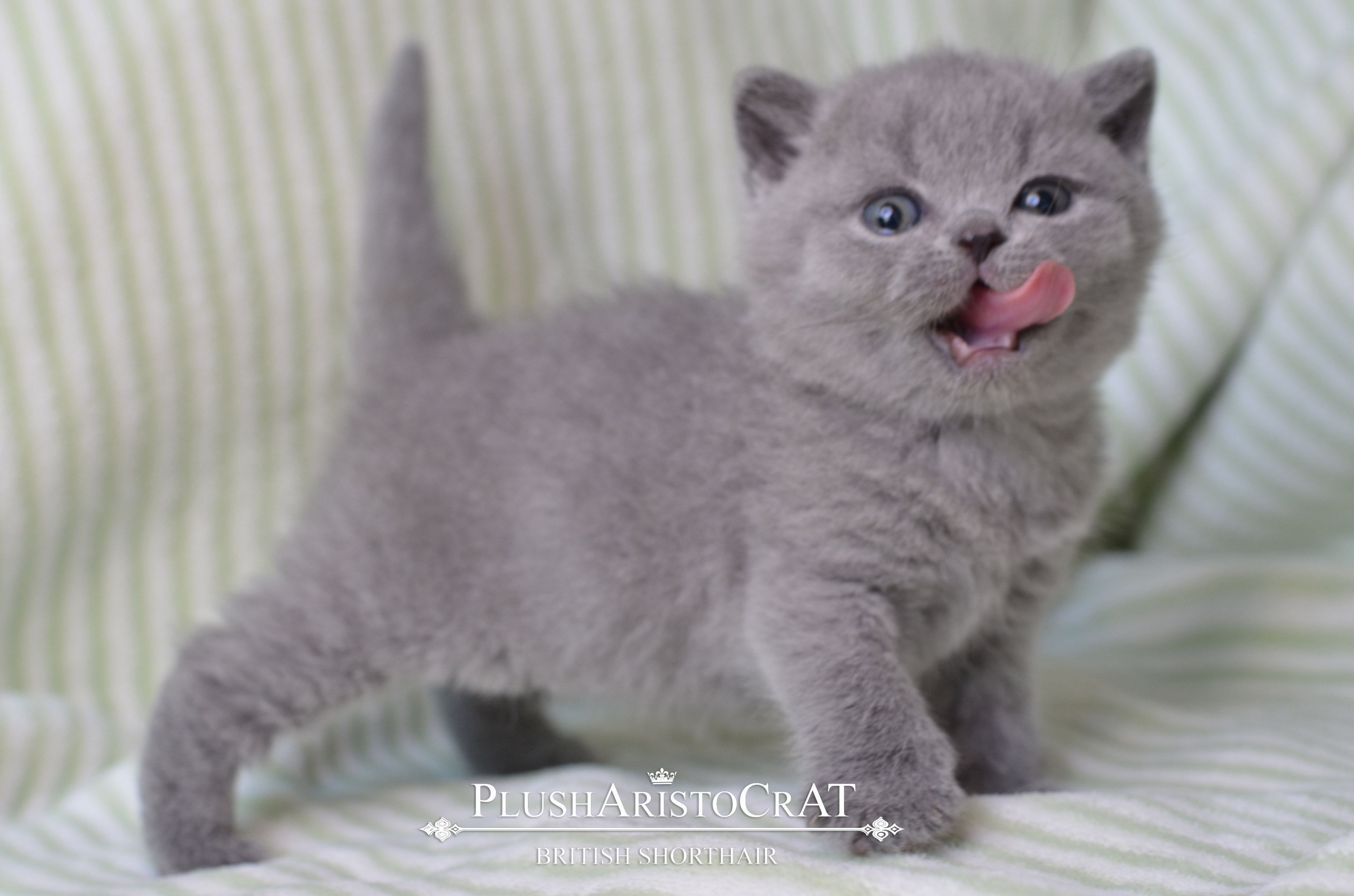 B 14.08.25 Fernando Xailey