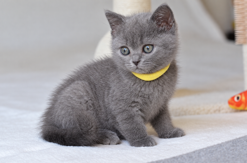 Fabio — blue British Shorthair boy