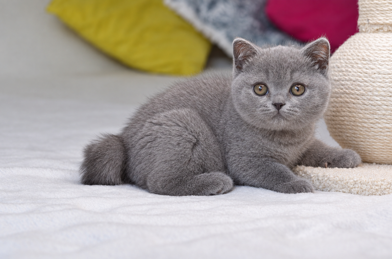 Federico — blue British Shorthair boy