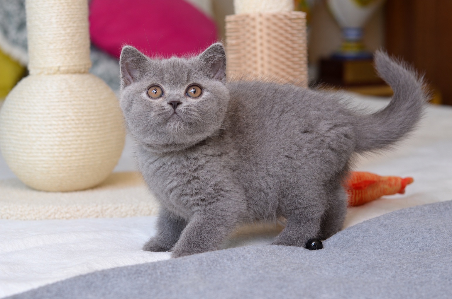 Fire — blue British Shorthair boy